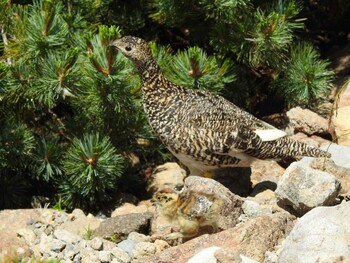 Rock Ptarmigan Unknown Spots Sun, 8/1/2021