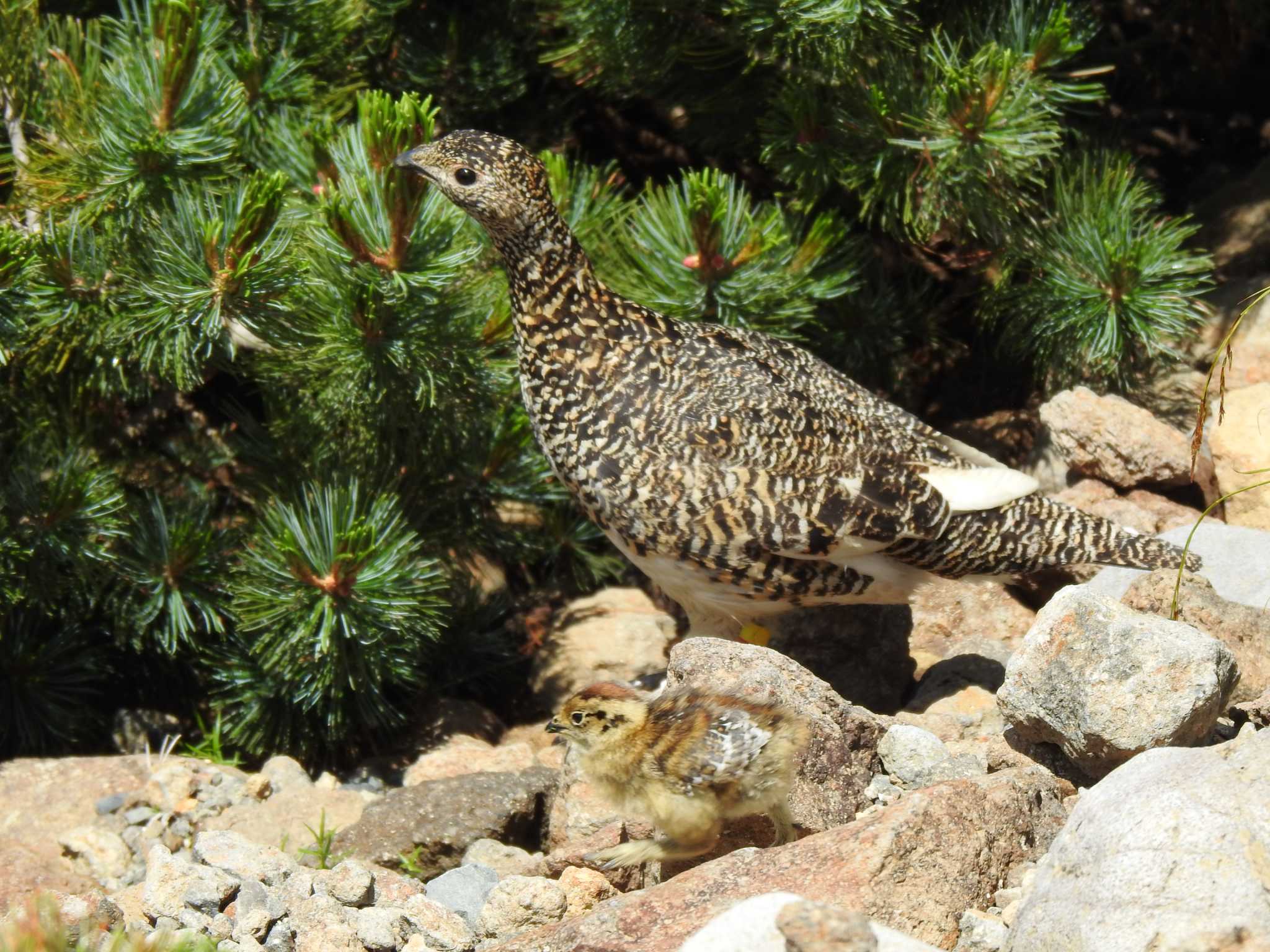 Photo of Rock Ptarmigan at  by horo-gold