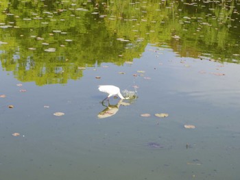 Little Egret 長居植物園 Tue, 5/2/2017