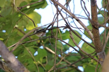 Long-tailed Tit Ooaso Wild Bird Forest Park Sun, 10/24/2021