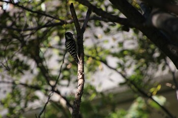 コゲラ 大麻生野鳥の森公園 2021年10月24日(日)