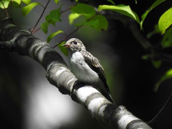 Narcissus Flycatcher Unknown Spots Mon, 8/2/2021