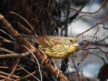 Masked Bunting Unknown Spots Mon, 8/2/2021