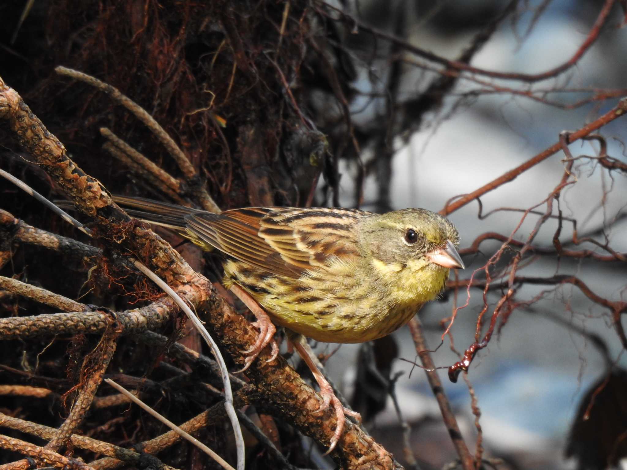 Photo of Masked Bunting at  by horo-gold