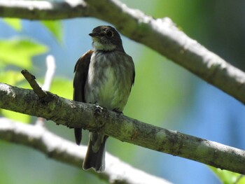 Dark-sided Flycatcher Unknown Spots Mon, 8/2/2021