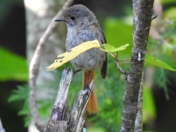 Daurian Redstart Unknown Spots Tue, 8/3/2021