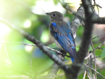 Blue-and-white Flycatcher Unknown Spots Tue, 8/3/2021