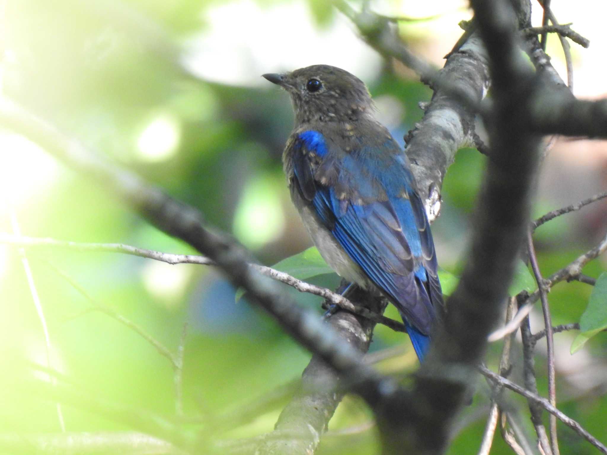 Photo of Blue-and-white Flycatcher at  by horo-gold