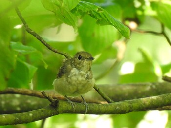 Narcissus Flycatcher Unknown Spots Tue, 8/3/2021