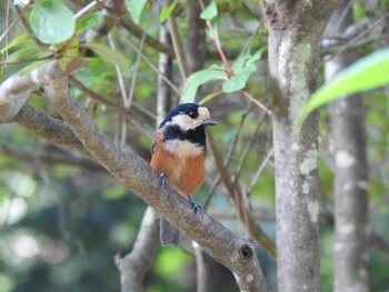 Varied Tit Unknown Spots Tue, 8/3/2021