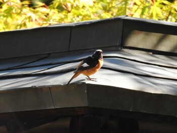 Daurian Redstart Unknown Spots Tue, 8/3/2021