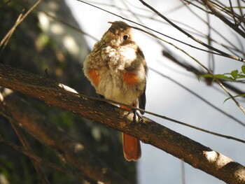 Daurian Redstart Unknown Spots Tue, 8/3/2021