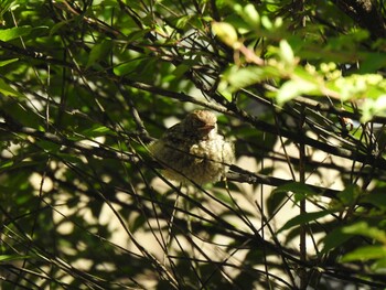 Daurian Redstart Unknown Spots Tue, 8/3/2021