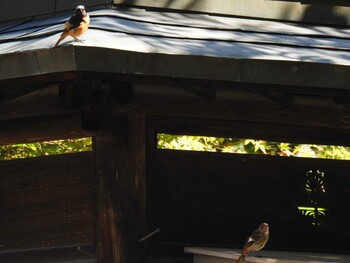 Daurian Redstart Unknown Spots Tue, 8/3/2021