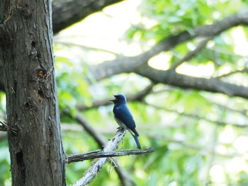 Blue-and-white Flycatcher 近所 Tue, 5/2/2017