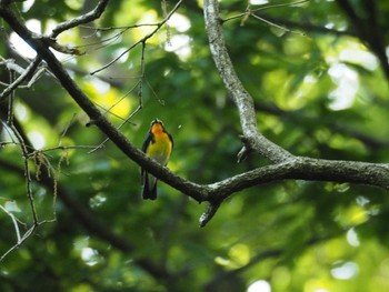 Narcissus Flycatcher 近所 Tue, 5/2/2017