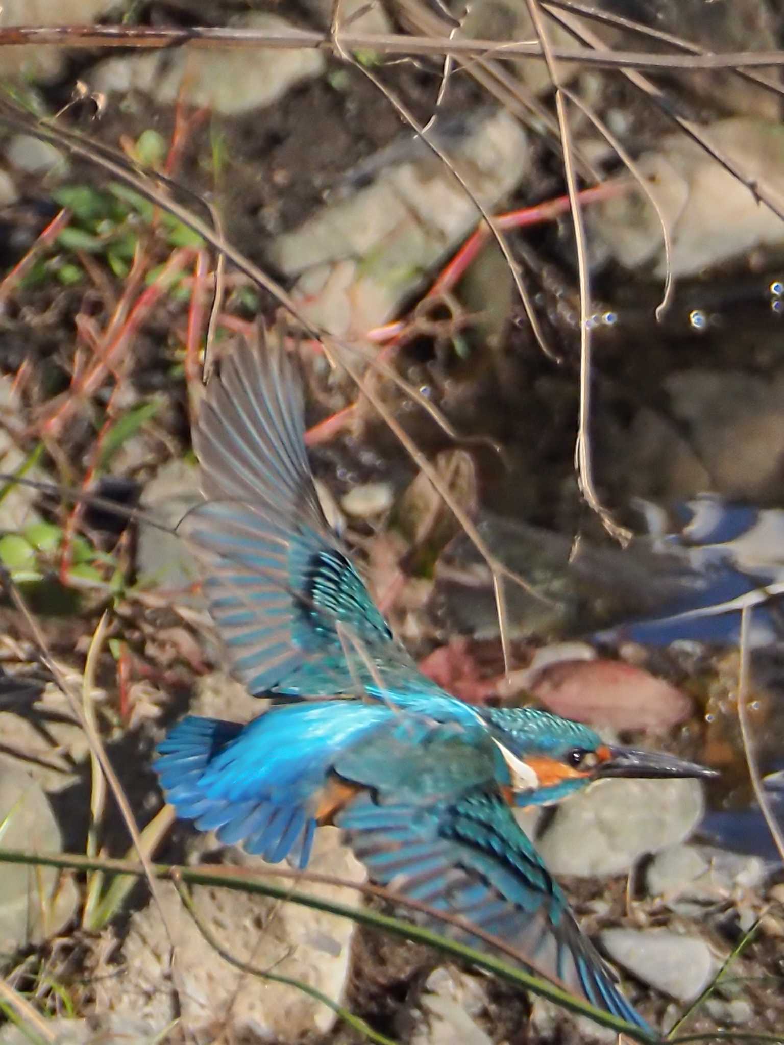 境川 カワセミの写真