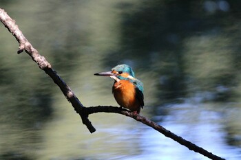 Common Kingfisher Shakujii Park Sun, 10/24/2021