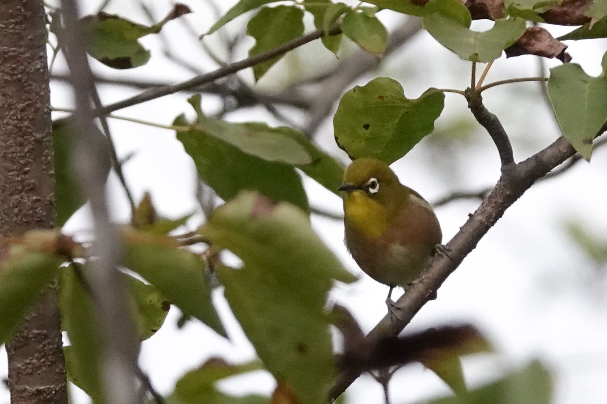 昭和の森 メジロの写真