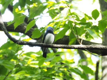 Blue-and-white Flycatcher 近所 Tue, 5/2/2017