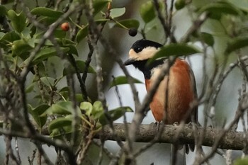 2021年10月22日(金) 昭和の森の野鳥観察記録