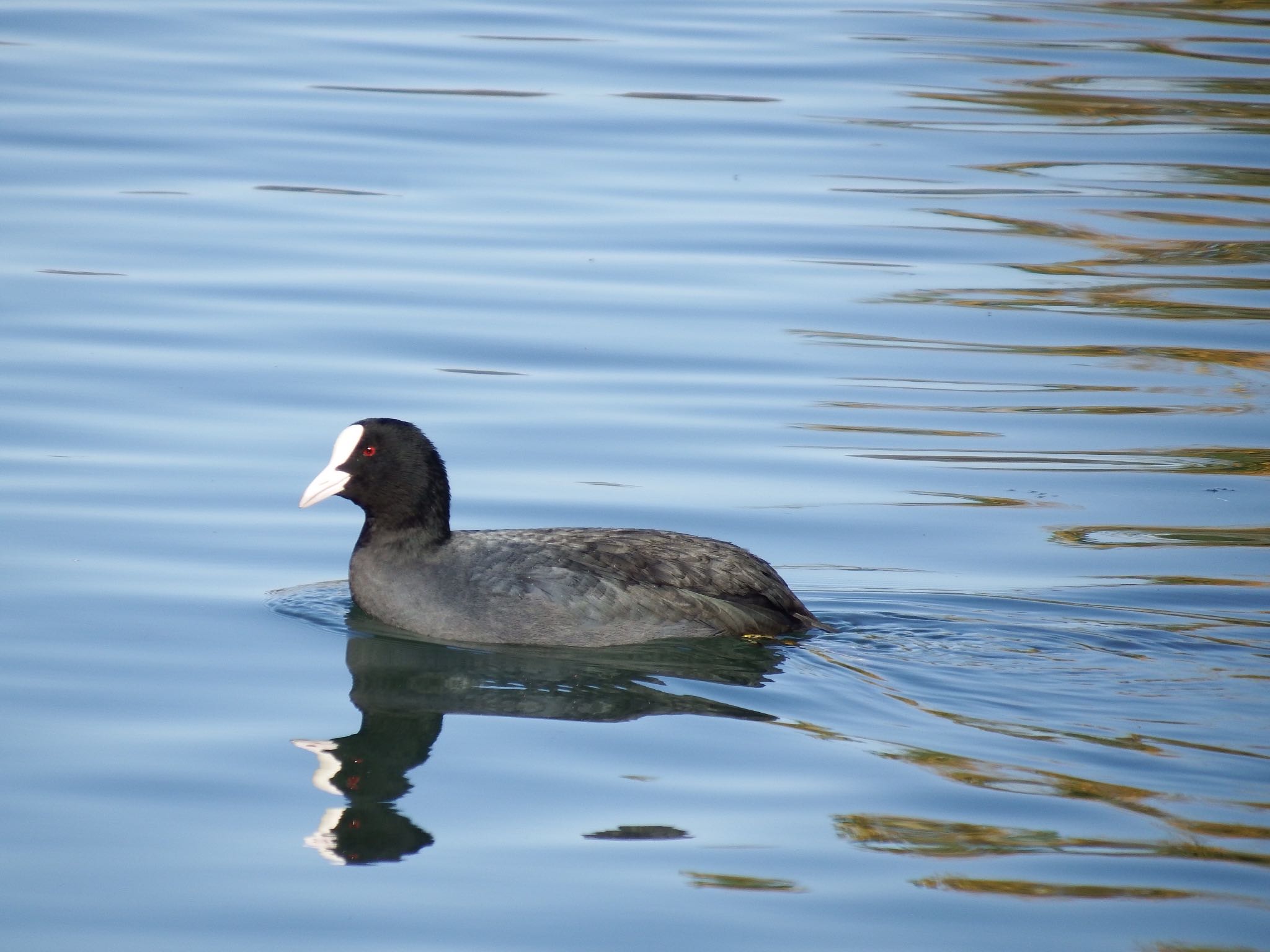 Photo of Eurasian Coot at 富岩運河環水公園 by むかいさん