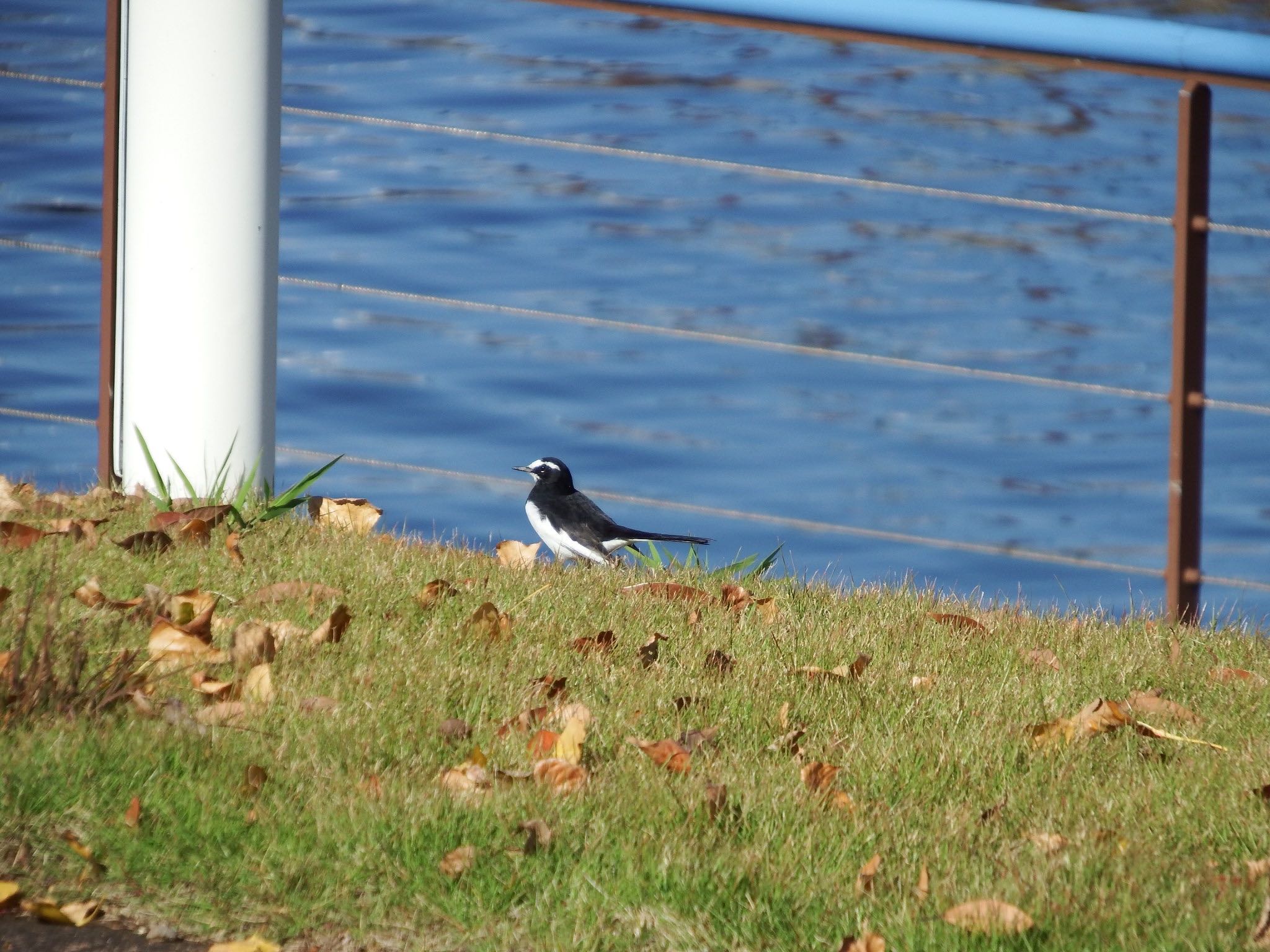 Photo of Japanese Wagtail at 富岩運河環水公園 by むかいさん