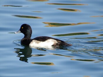 Tufted Duck 富岩運河環水公園 Thu, 11/12/2020