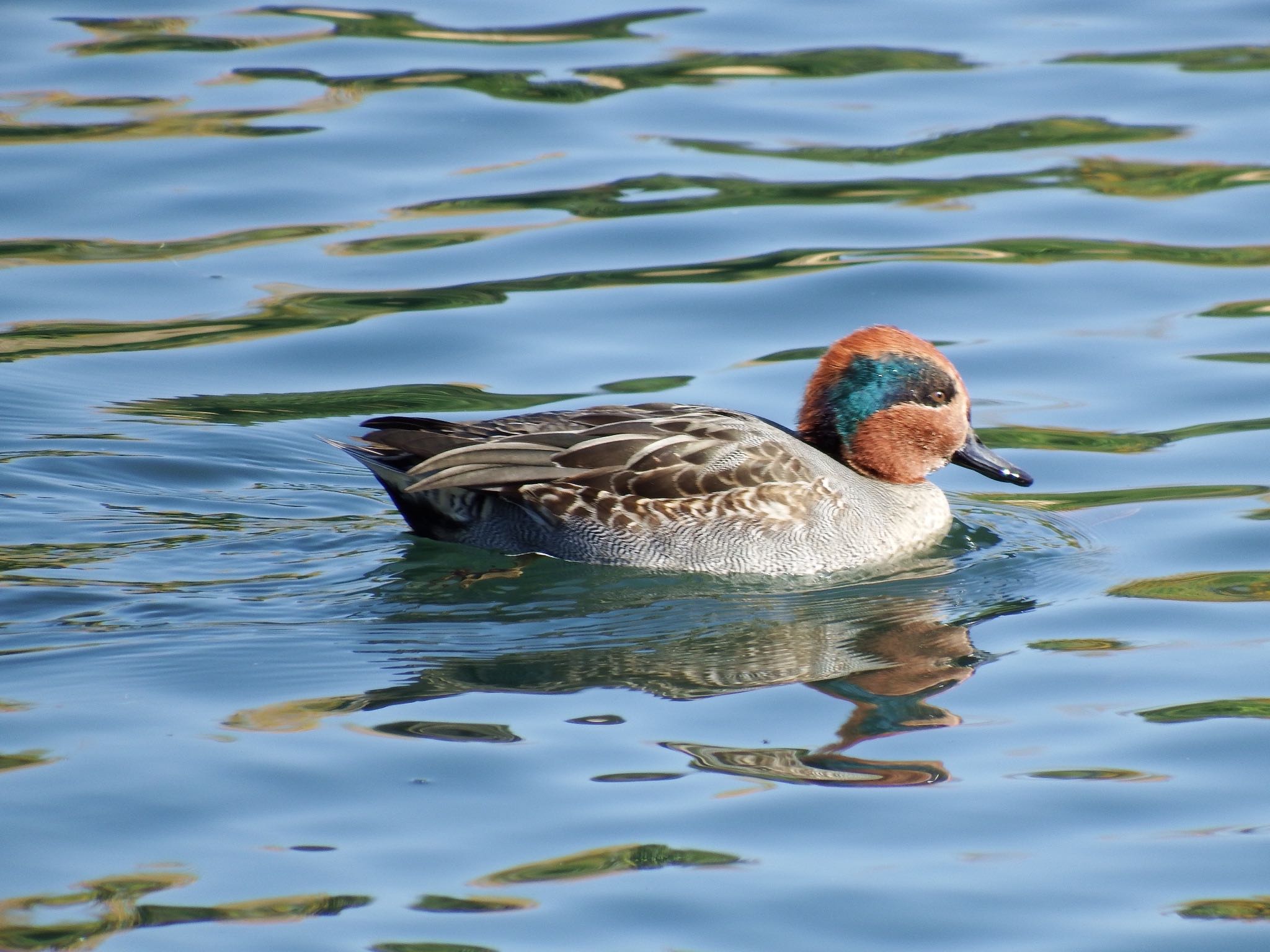 Photo of Eurasian Teal at 富岩運河環水公園 by むかいさん