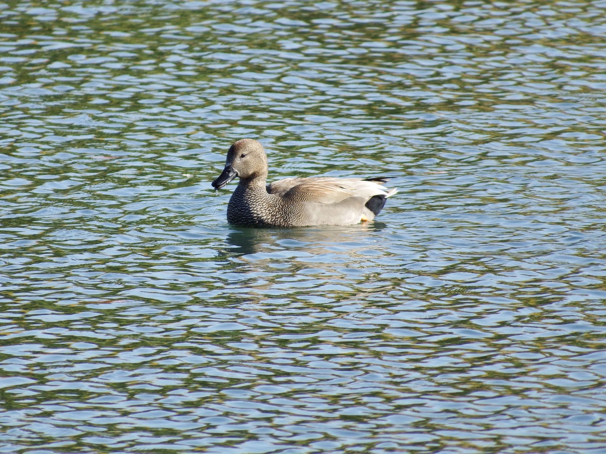 Photo of Gadwall at 富岩運河環水公園 by むかいさん