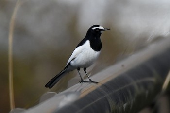 Japanese Wagtail Unknown Spots Sat, 4/15/2017