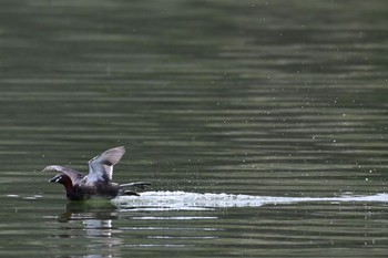 Little Grebe Unknown Spots Sun, 4/16/2017