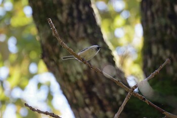 2021年10月24日(日) 宮城沢林道(札幌市西区)の野鳥観察記録