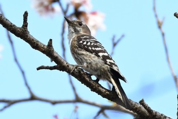 Japanese Pygmy Woodpecker Unknown Spots Sun, 4/16/2017