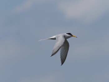 Little Tern Isanuma Mon, 5/31/2021