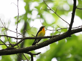 Narcissus Flycatcher 身延山久遠寺 Sat, 5/29/2021