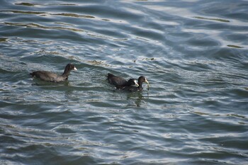 Eurasian Coot 安倍川河口 Sun, 10/24/2021