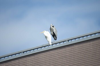 Grey Heron 安倍川河口 Sun, 10/24/2021