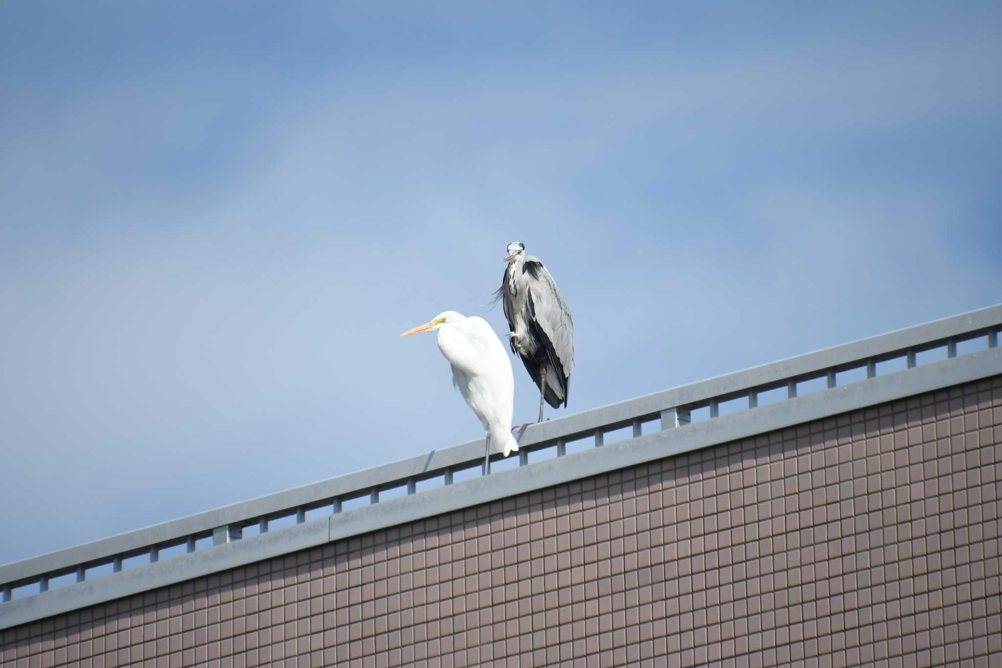 アオサギとダイサギ