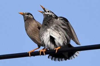 White-cheeked Starling Unknown Spots Sun, 4/16/2017