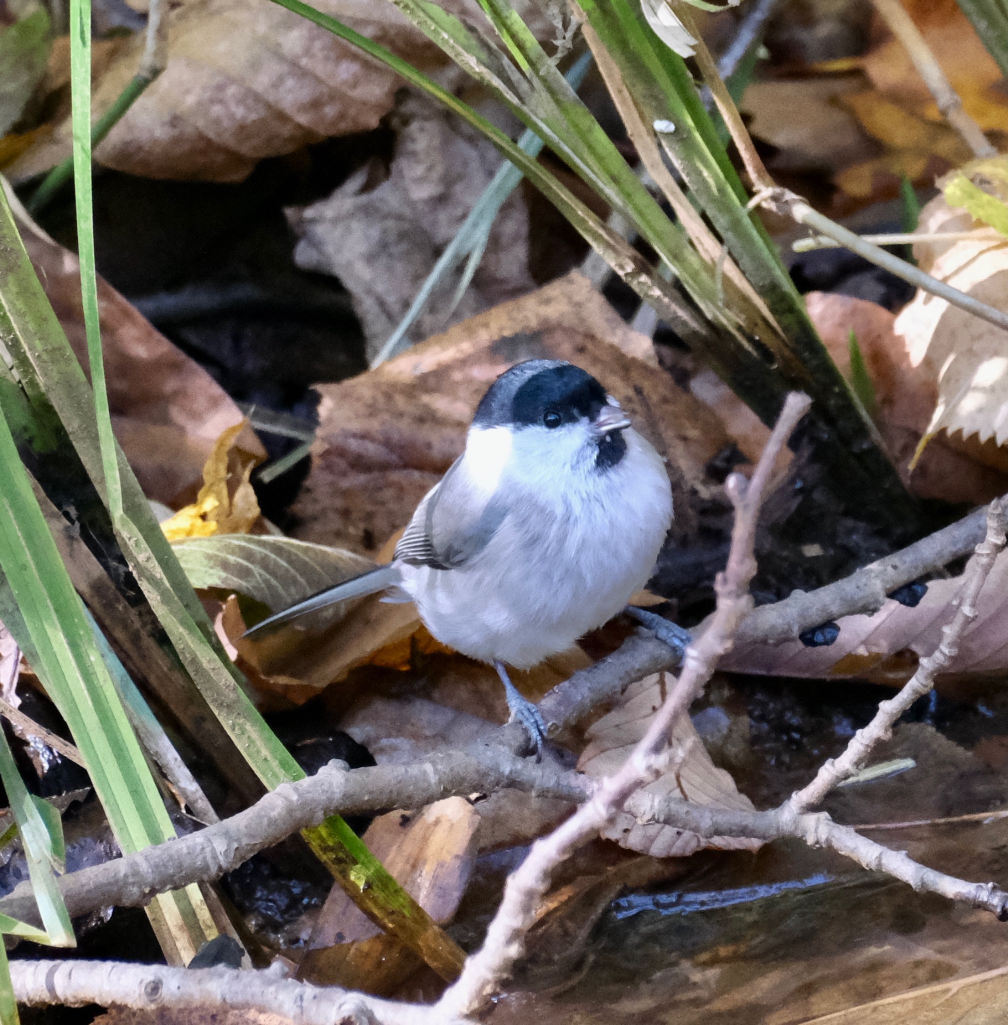 平岡公園(札幌市) ハシブトガラの写真 by haha.9535