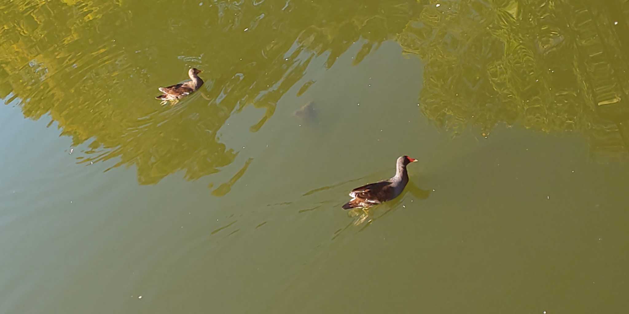 都立浮間公園 バンの写真