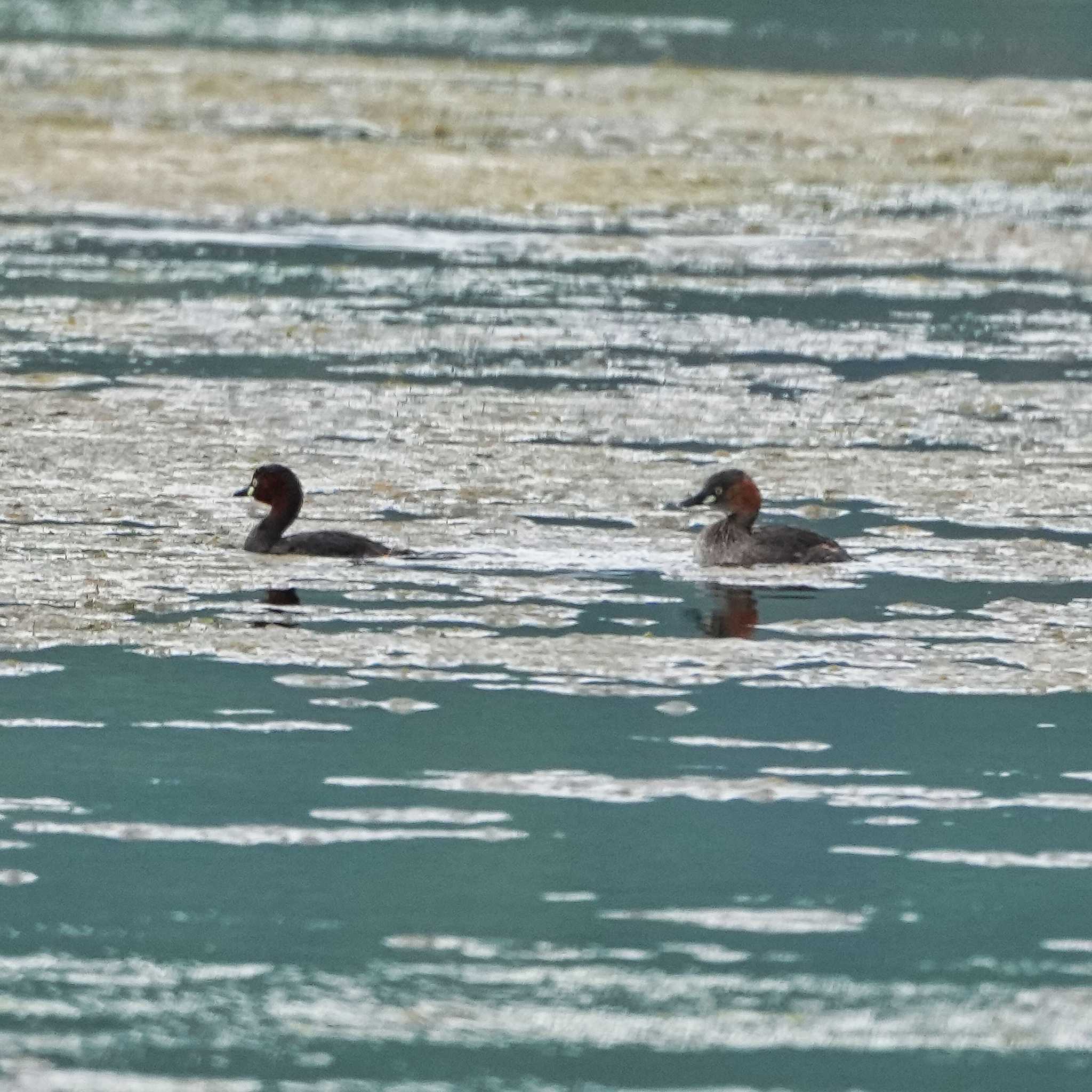 Little Grebe