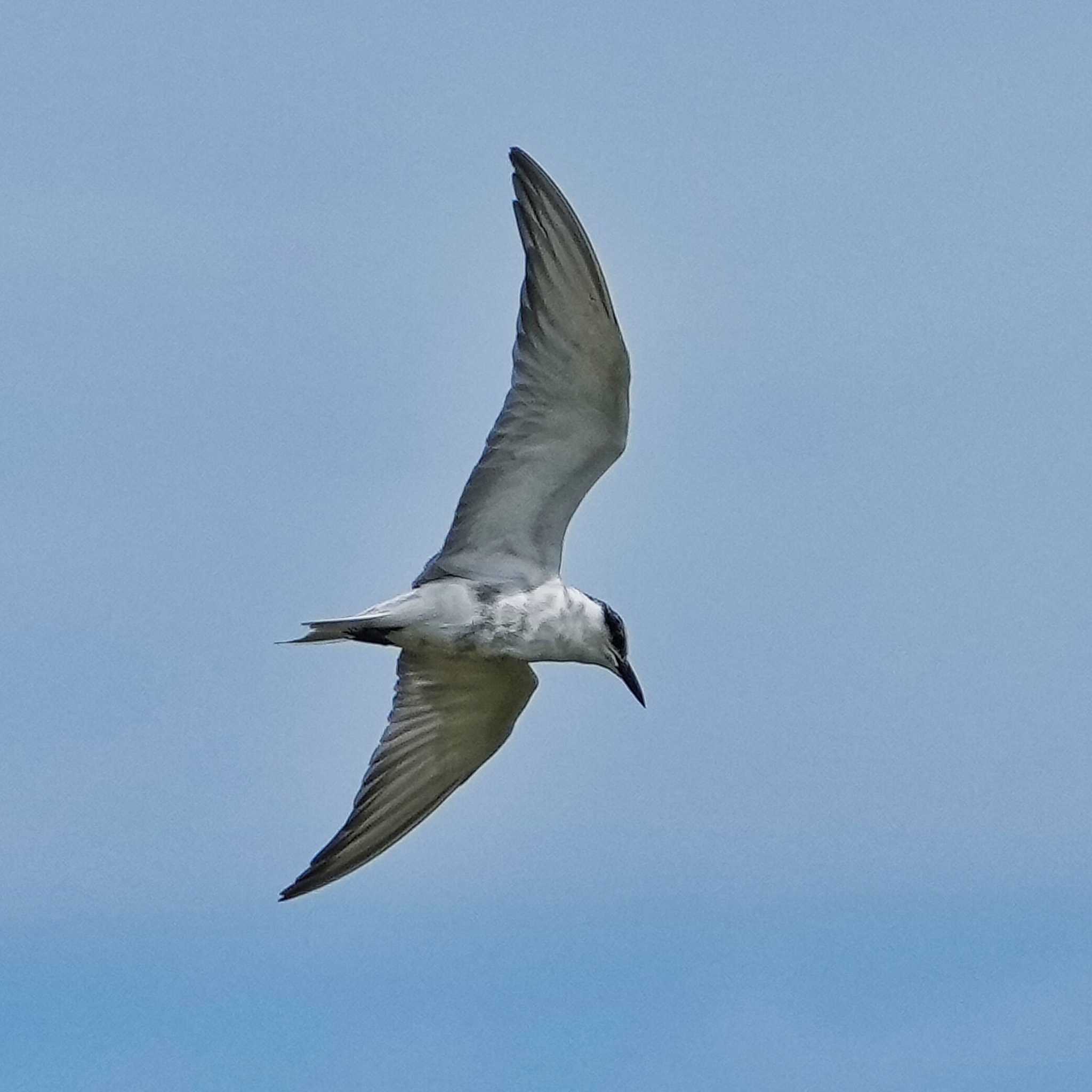Photo of Whiskered Tern at Khao Sam Roi Yot National Park by span265