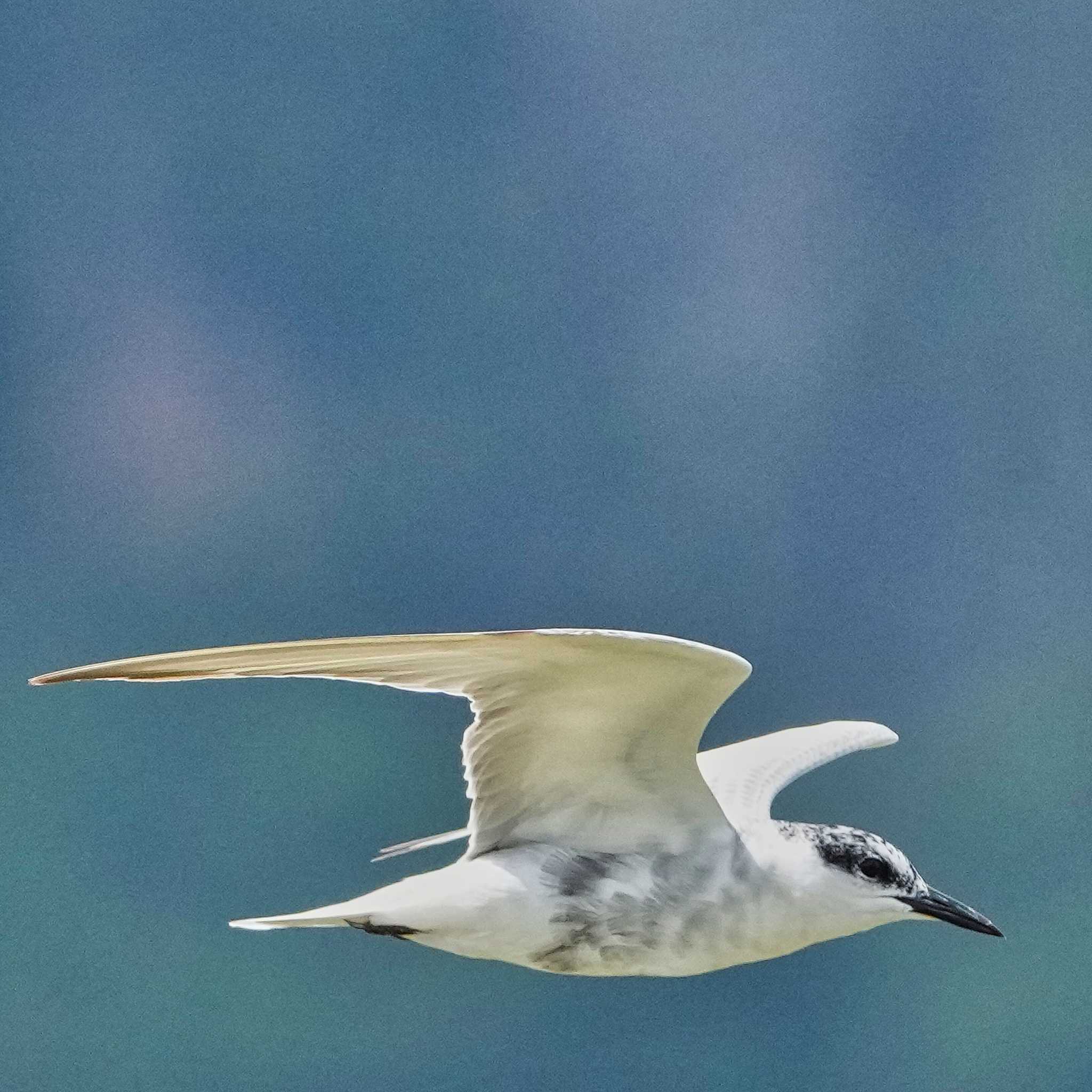 Khao Sam Roi Yot National Park クロハラアジサシの写真 by span265