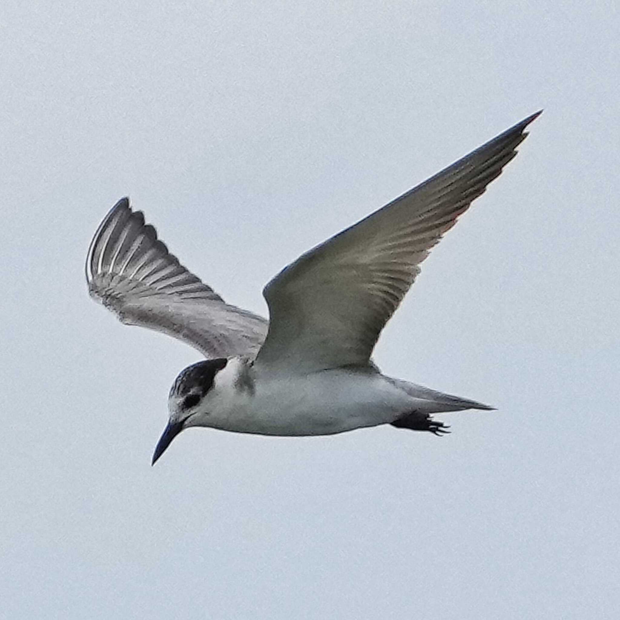 Whiskered Tern