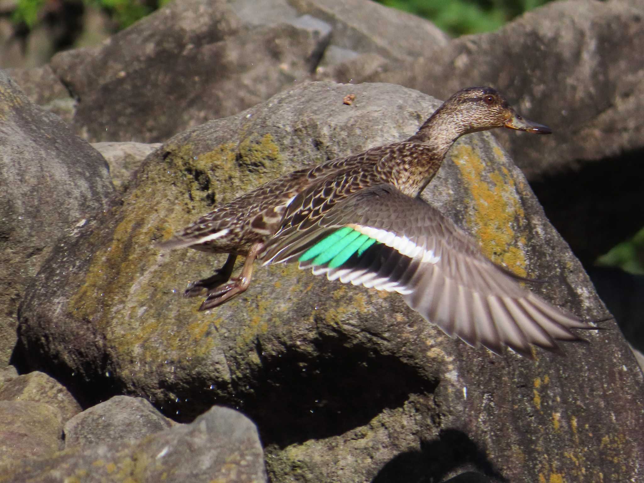 大池親水公園 コガモの写真