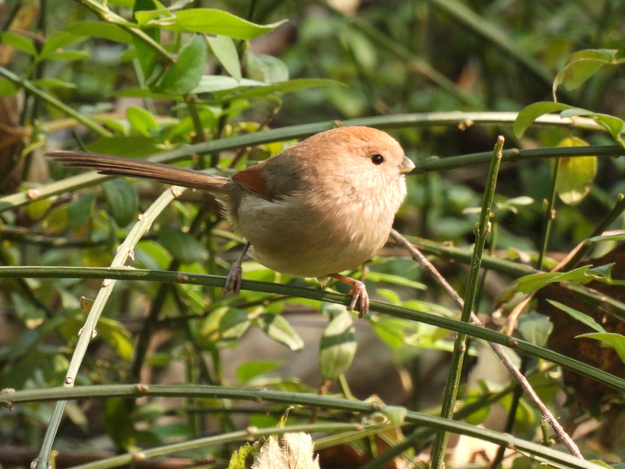 Vinous-throated Parrotbill