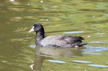 オオバン 長浜公園 2021年10月24日(日)