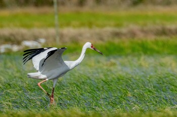 Siberian Crane Izumi Crane Observation Center Sat, 10/23/2021